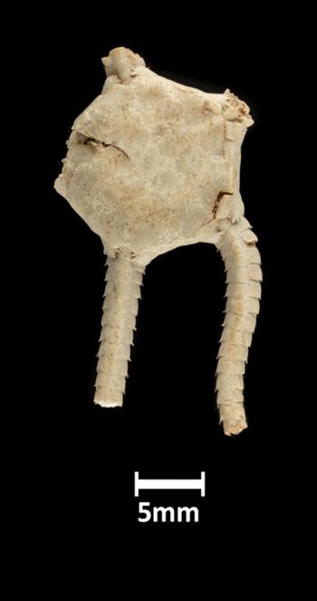 Media type: image;   Invertebrate Zoology OPH-630 Description: Top down view of single specimen with a scale bar.;  Aspect: dorsal